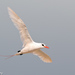 Tropicbirds - Photo (c) Greg Lasley, some rights reserved (CC BY-NC), uploaded by Greg Lasley