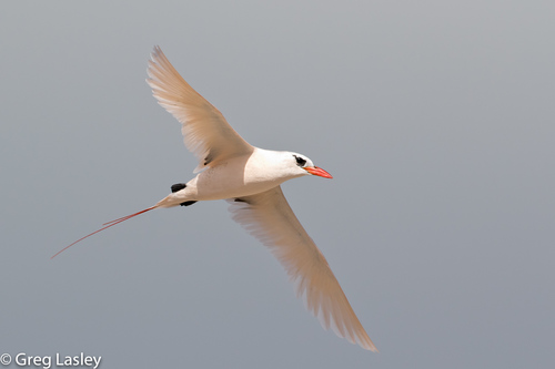 Red-tailed Tropicbird