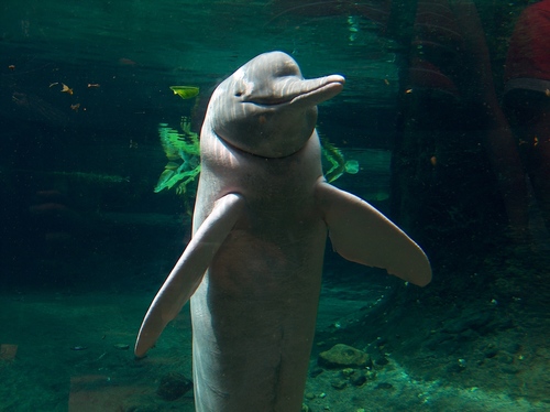 Amazon River Dolphin