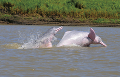Amazon River Dolphin photo 3