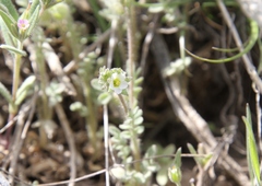 Polemonium micranthum