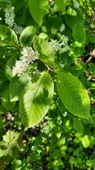 Prunus padus