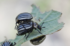 Leptinotarsa undecimlineata