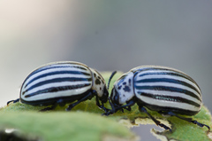 Leptinotarsa undecimlineata