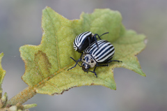 Leptinotarsa undecimlineata