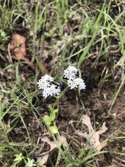 Valerianella amarella