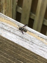 Sphiximorpha willistoni