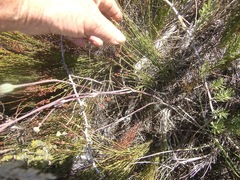 Othonna digitata