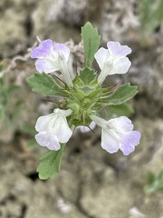 Acanthomintha ilicifolia