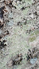 Cryptococcus fagisuga