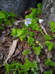 Oxalis acetosella