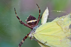 Argiope butchko