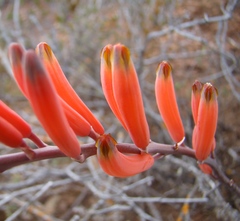 Astroloba rubriflora