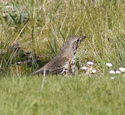 Turdus viscivorus