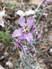 Matthiola fruticulosa