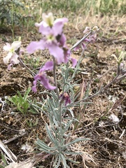 Matthiola fruticulosa
