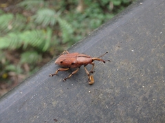 Metaprodioctes formosanus