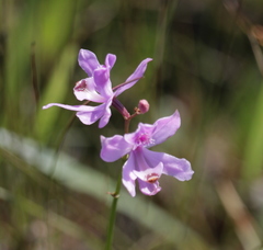 Calopogon tuberosus