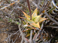 Astroloba rubriflora
