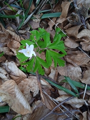 Anemonoides nemorosa