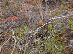 Astroloba rubriflora