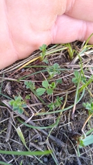 Trifolium dubium