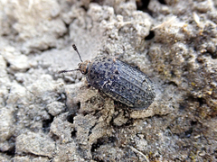 Thanatophilus rugosus