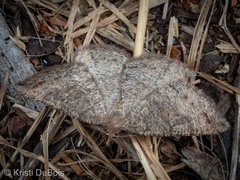 Apodrepanulatrix litaria