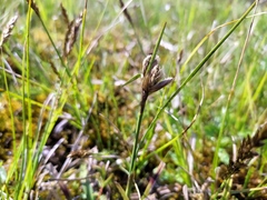 Eriophorum latifolium