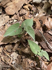 Calystegia catesbeiana