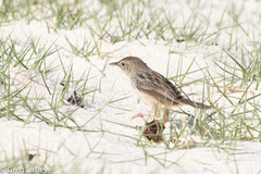 Cisticola cherina