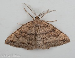 Apodrepanulatrix litaria