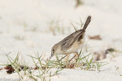 Cisticola cherina