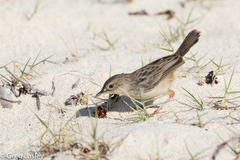 Cisticola cherina
