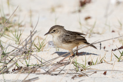 Cisticola cherina