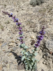 Penstemon acuminatus