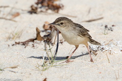 Cisticola cherina