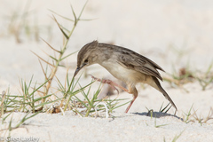 Cisticola cherina