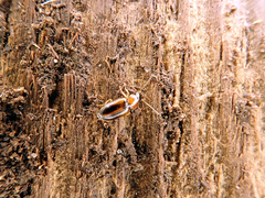 Acupalpus flavicollis