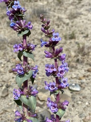 Penstemon acuminatus