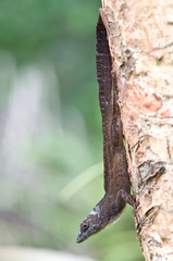 Anolis homolechis