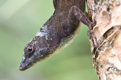 Anolis homolechis