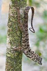 Anolis rubribarbus