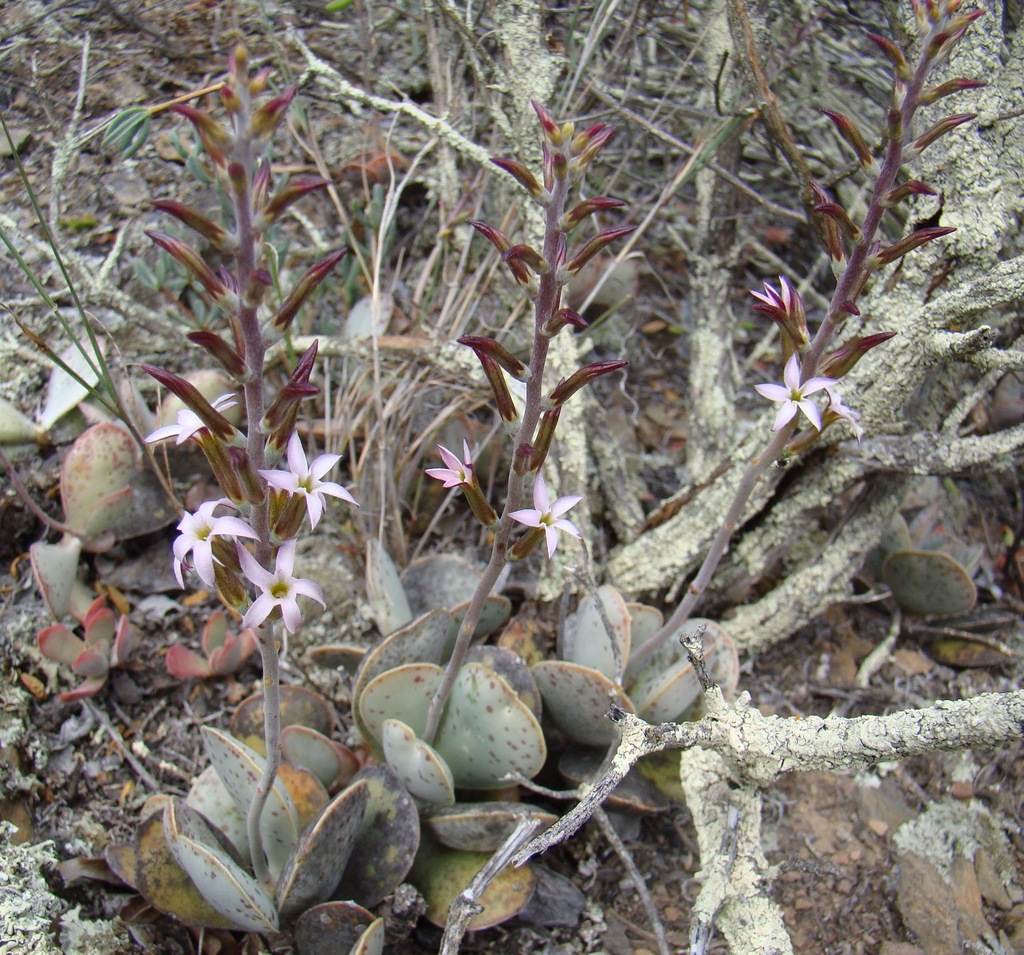 Adromischus maculatus