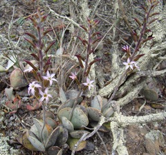 Adromischus maculatus