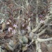 Spotted Adromischus - Photo (c) Lizelle Erasmus, some rights reserved (CC BY-NC), uploaded by Lizelle Erasmus