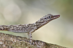 Anolis argenteolus