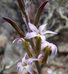 Adromischus maculatus