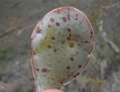 Adromischus maculatus