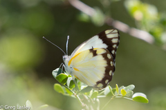 Belenois creona prorsus